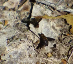 Hemipenthes webberi thumbnail 3