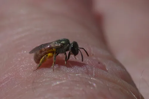 Lasioglossum pictum