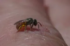 Lasioglossum pictum thumbnail 1