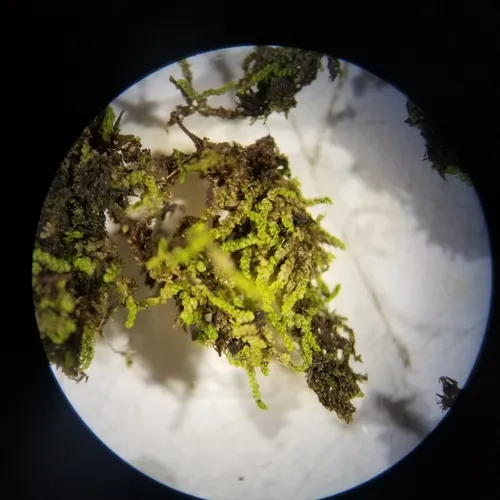 Micheli's Least Pouncewort