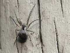 Metellina mimetoides thumbnail 3