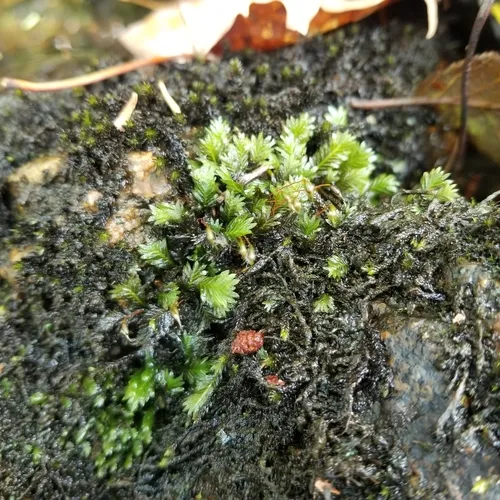 Maidenhair Pocket Moss