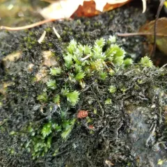 Maidenhair Pocket Moss thumbnail 1
