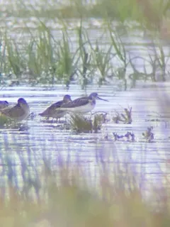 Common Greenshank thumbnail 4