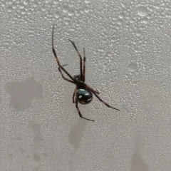 Northern Black Widow thumbnail 4