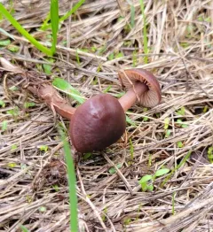 Gymnopus impudicus thumbnail 1