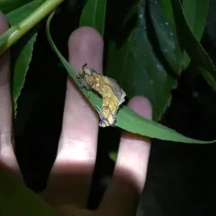 Burdock Stem Borer Moth thumbnail 2