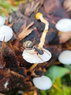 Ophiocordyceps myrmecophila thumbnail 2