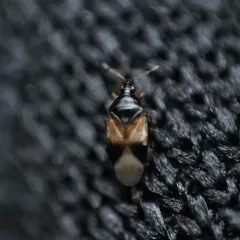 Insidious flower bug thumbnail 4