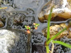 Iceland-purslane thumbnail 3