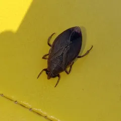 Belostoma flumineum thumbnail 2