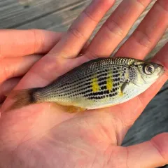 Shiner Surfperch thumbnail 4