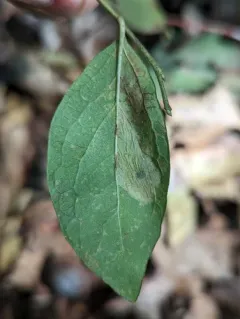 Huckleberry Leafminer thumbnail 3