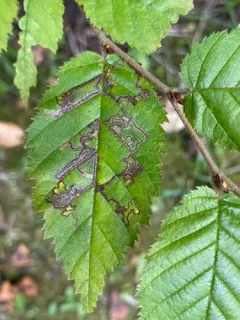 Common Birch Pigmy thumbnail 1