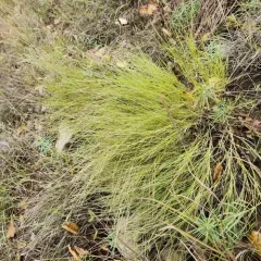 Plains Muhlenbergia thumbnail 4
