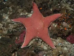 Gunpowder Sea Star thumbnail 3