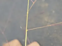 scratch grass thumbnail 1