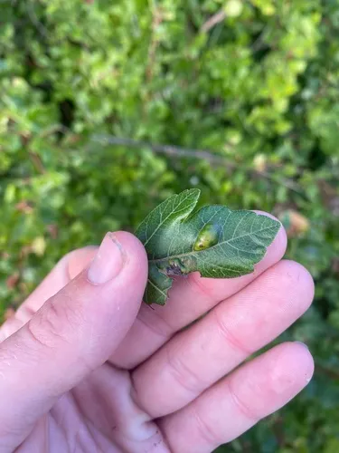 Taphrina purpurascens