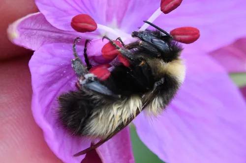 Kluane Bumble Bee