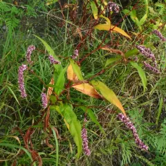 Far Eastern smartweed thumbnail 4