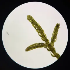 Bristly Fingerwort thumbnail 3