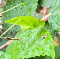 Rattler Round-winged Katydid thumbnail 3