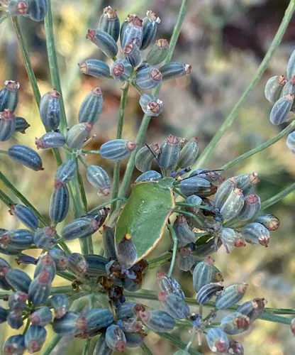 Uhler's Stink Bug