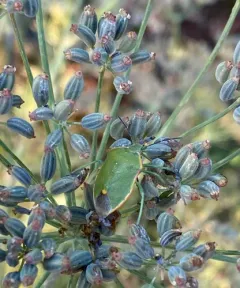 Uhler's Stink Bug thumbnail 1
