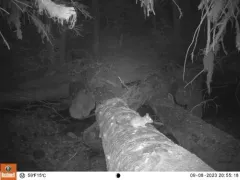 Dusky-footed Woodrat thumbnail 3