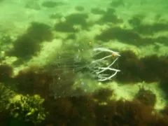 Cyclosalpa bakeri thumbnail 2