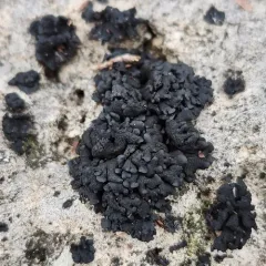 Lichinella iodopulchra thumbnail 2