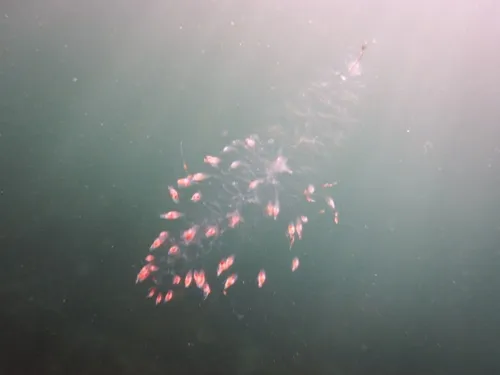 Red-Spotted Siphonophore