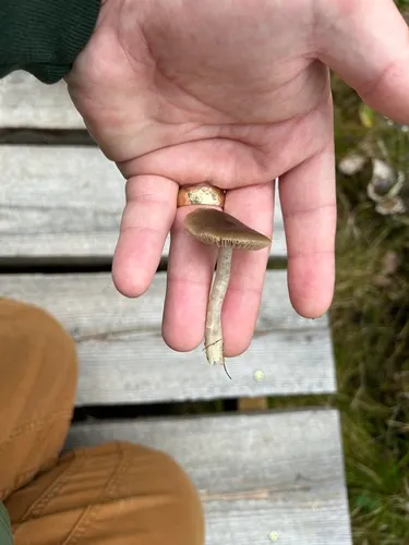 yellowfoot pinkgill