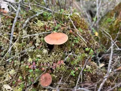 Cortinarius biformis thumbnail 2