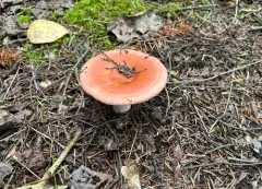 Russula fulvescens thumbnail 4