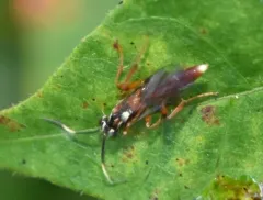 Melanichneumon disparilis thumbnail 3