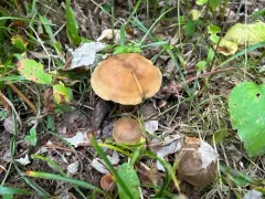 Cortinarius raphanoides thumbnail 2