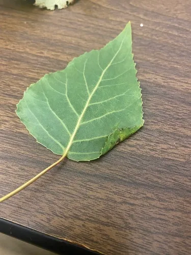 Thecabius populiconduplifolius