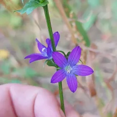 clasping Venus's looking glass thumbnail 4