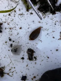 Brook Leech thumbnail 4