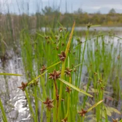 Bog Bulrush thumbnail 3