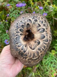 Sarcodon quercinofibulatus thumbnail 2