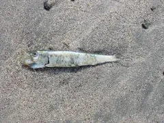 Pacific Sardine thumbnail 3