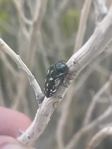 Agrilus walsinghami