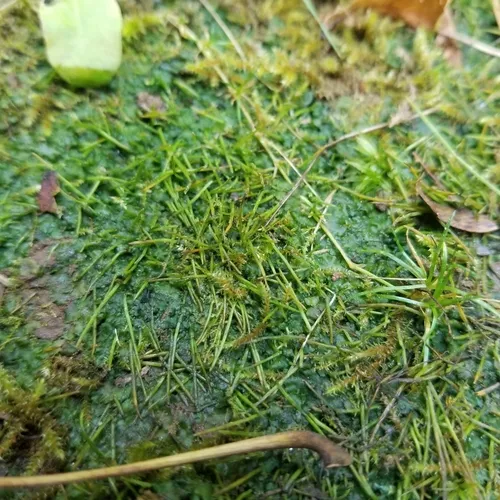 Carolina hornwort