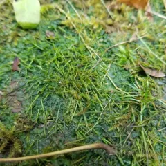 Carolina hornwort thumbnail 1