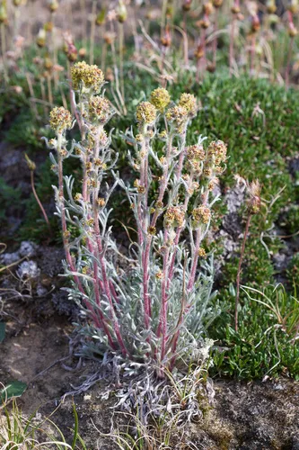 Richardson's Sagewort