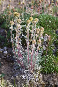 Richardson's Sagewort thumbnail 1