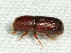 Dryocoetes autographus thumbnail 3