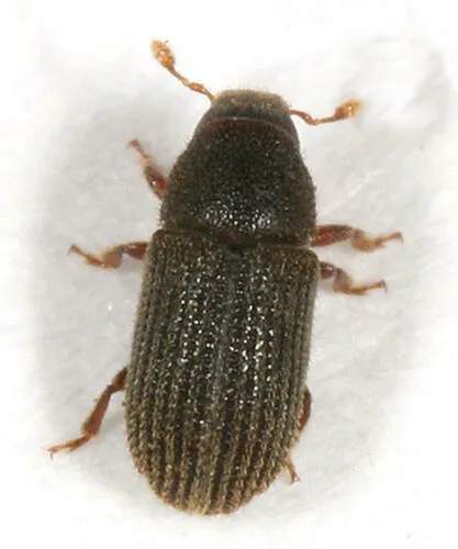 Clover Root Borer